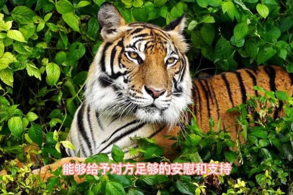 1998年属虎的命运与性格解析，深入了解属虎的特性与未来运势