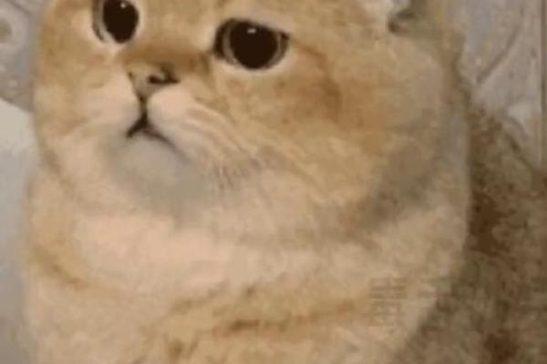 1314虎年是什么命？解读虎年的命运与人生哲学