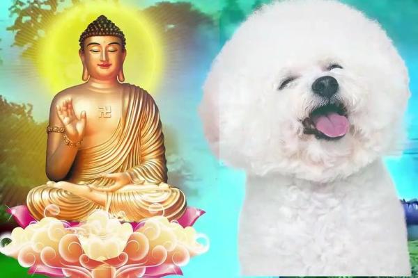 2006年生肖狗：探索属狗人的命运与性格特点
