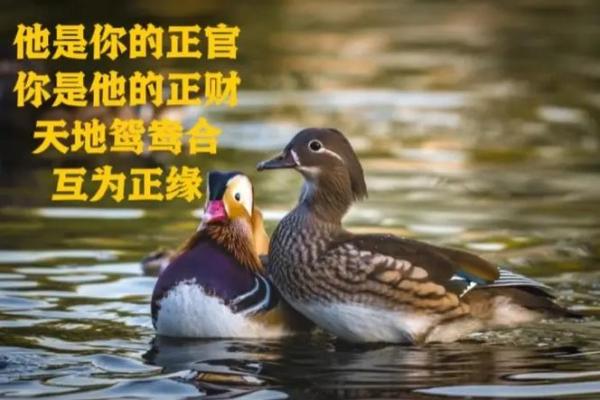 庚金男命之最佳搭配：与哪些命最相辅相成？