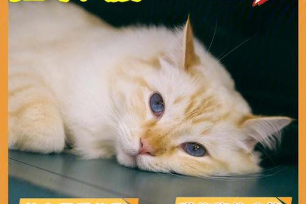 狗是土命，猫则是什么命？揭秘宠物背后的命理学
