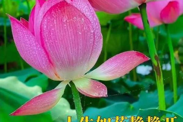 天上火命人的缘分：适合的命理搭配与情感探索