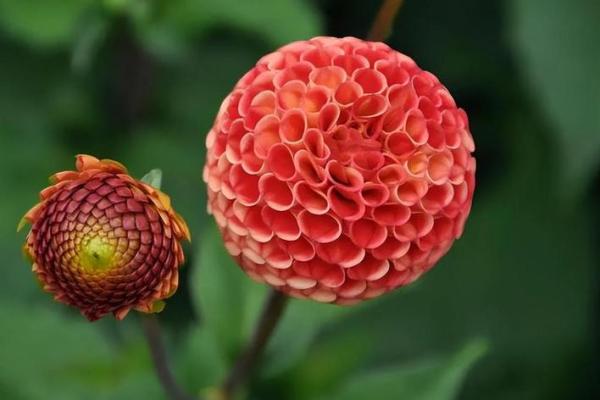 生肖与命里红花：那些命中注定的美好缘分