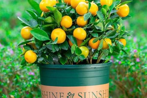 庭院里适合种植的水命树木推荐与选择指南