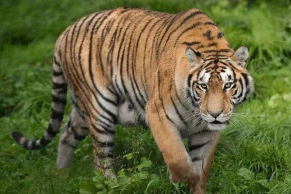 1963年出生的虎,命运与性格的完美结合! 1963年出生的虎,命运与性格的完美结合!