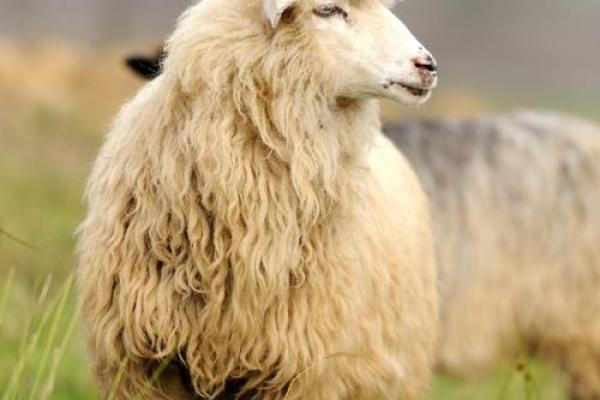 1990年出生的羊：命运、性格与生活之道