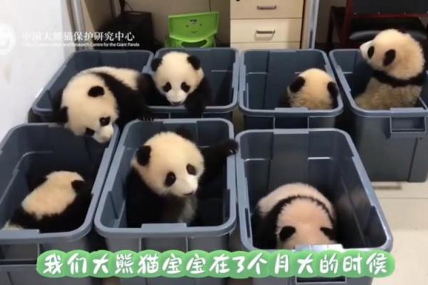 抽签揭晓：熊猫命的奇妙人生与浪漫哲学