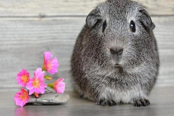 1996年属鼠，揭开“木命”背后的神秘面纱！