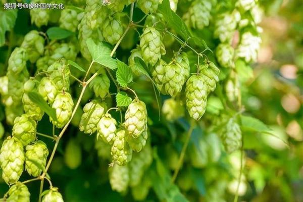 2018年木命的命理解析:缺什么与如何提升运势的智慧之道 2018年木命的命理解析:缺什么与如何提升运势的智慧之道