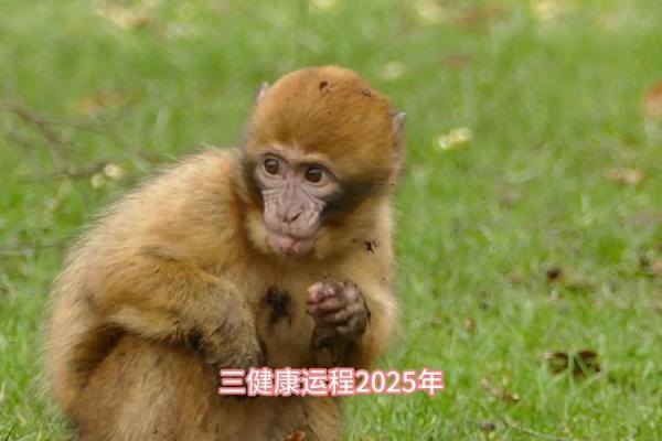 猴年那些事：深入探讨生肖猴的月份与命运关联