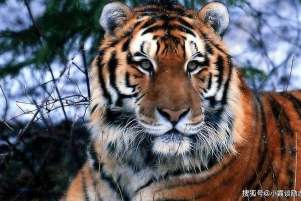 2014年虎年：运势解析与人生启示，如何把握机会！