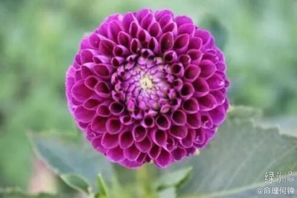 木猪命与合适伴侣:缘分与命理的完美结合 木猪命与合适伴侣:缘分与命理的完美结合