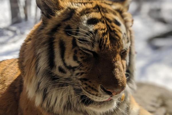 生肖虎的命运解析：从性格特征到人生运势的全景剖析