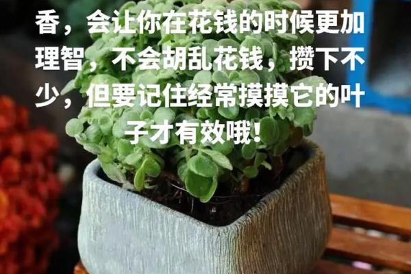 1971年属猪人的命运解析与人生指导