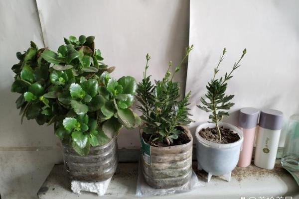 1971年猪年人的性格与命运解读：探索其独特的魅力与人生轨迹