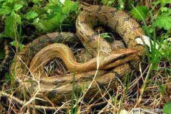 命里三条蛇：探寻蛇命的性格与命运奥秘