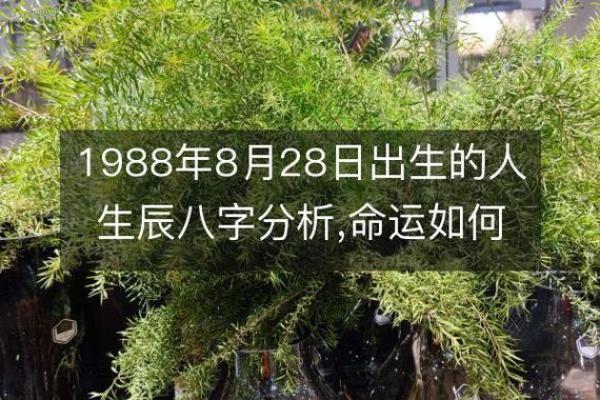 19851230出生的命运解析:解析八字中的人生轨迹与未来机遇 19851230出生的命运解析:解析八字中的人生轨迹与未来机遇