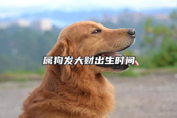 1981年属狗之人的命运解析与生活智慧