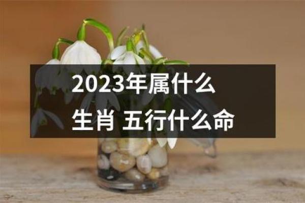 2023年水兔命解析：水命的特点与运势全解！