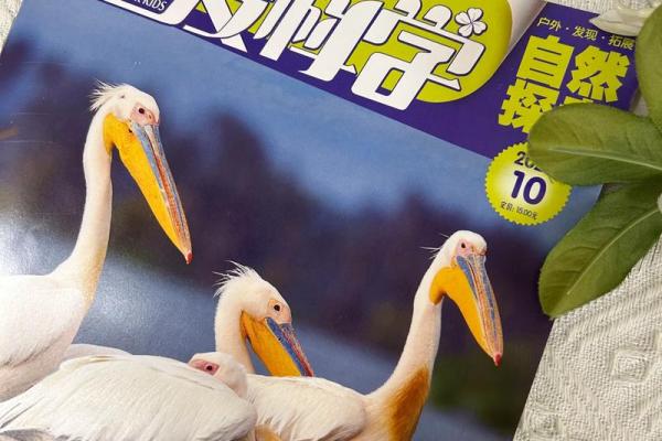 探索2019年12月的奇妙瞬间与人性之美 探索2019年12月的奇妙瞬间与人性之美