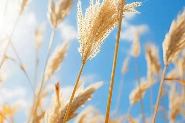 1972年鼠年：命运之轮的转动与新生的希望