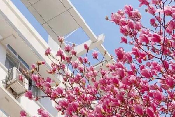 2007年猪年命—揭秘你的属性与命运之路 2007年猪年命—揭秘你的属性与命运之路