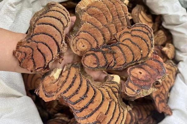 带鸡血藤的命理分析:如何选择最适合你的命理元素 带鸡血藤的命理分析:如何选择最适合你的命理元素