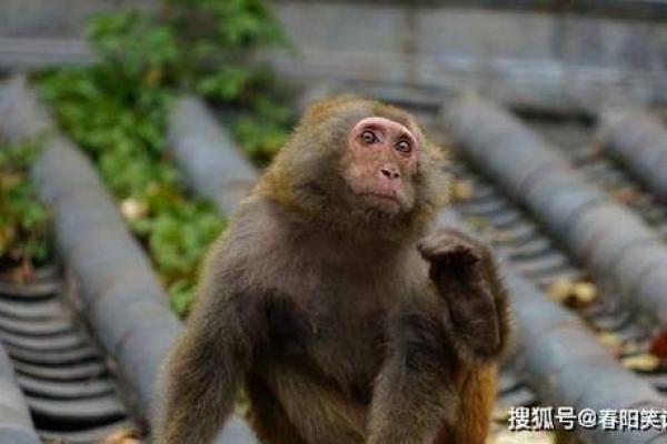 猴年出生的人，1968年命运解析与人生启示