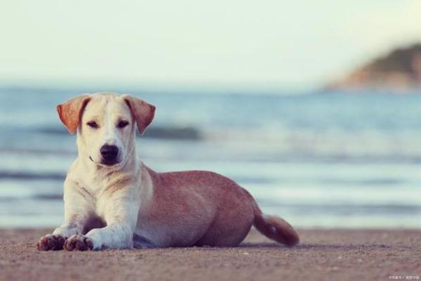 2018年属狗之人:运势解读与吉祥色彩推荐,助你开启好运之年! 2018年属狗之人:运势解读与吉祥色彩推荐,助你开启好运之年!