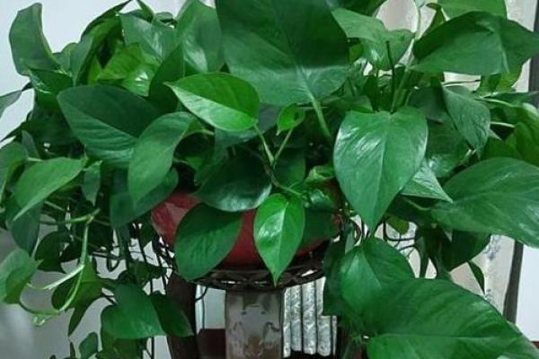 土命与火命：适合养什么颜色的植物