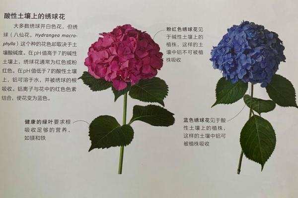 土命与火命：适合养什么颜色的植物