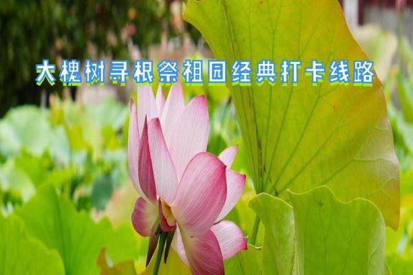 桑木命与哪种命最为契合？探寻完美命格的奥秘！