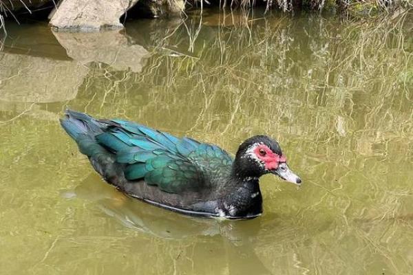 1981年属鸡的命运窥探：鸡年出生的你适合什么？探索人生的秘密！