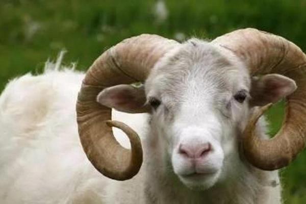 2015年宝宝命运分析：生肖羊的性格与运势透视