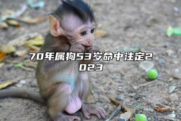 2030年属狗人的命运解析：揭示他们的未来与运势