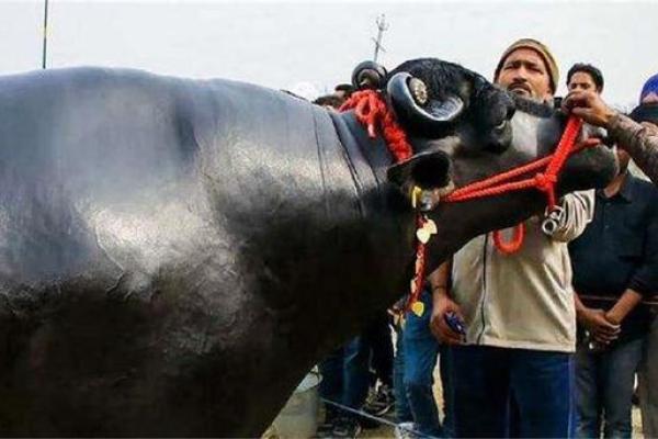 水牛之命：一头水牛的奋斗故事与生活启示