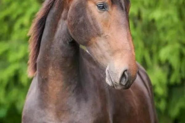 42属马：解密马年出生者的性格与命运