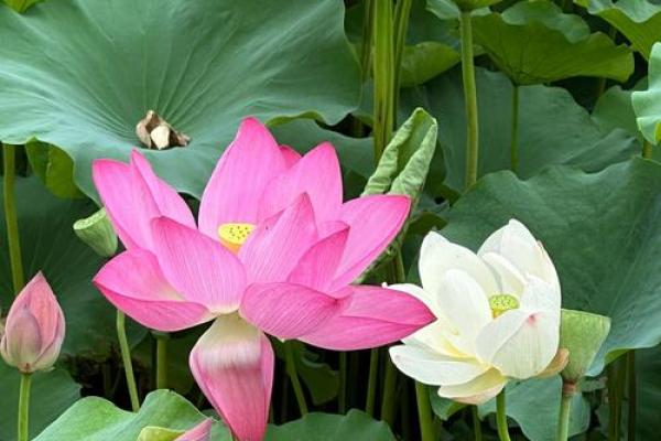 探索“四两一”的命理奥秘：命运中的轻重与平衡