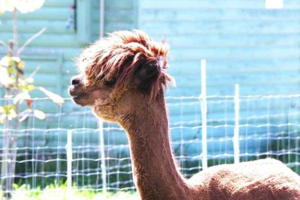 1937年属鸡人的命运与性格剖析