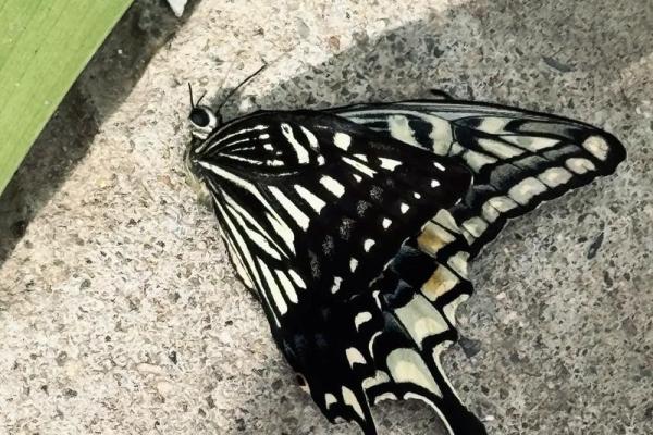 阳命与阴命的深刻解读：生命背后的神秘哲学