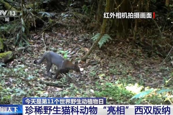 纳命之道：每个生肖背后的动物启示与智慧