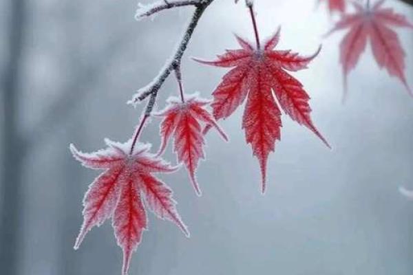 19840510出生命理解析:命中的风云与人生启示 19840510出生命理解析:命中的风云与人生启示