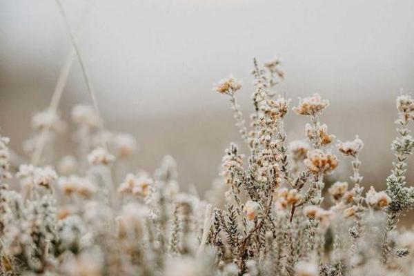 2030年属什么生肖？解读牛年命运与人生轨迹！