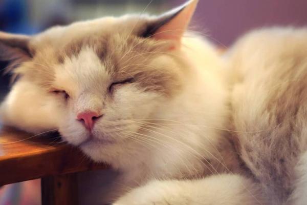 火命与金命的破解之道：寻找平衡与和谐