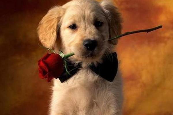 2007年属狗之人的命运解析:从事业到爱情的全面指导 2007年属狗之人的命运解析:从事业到爱情的全面指导