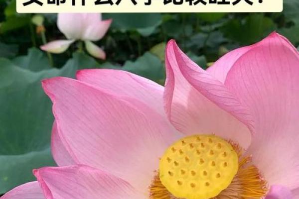 探寻命格中的女命：了解命理对女性的深远影响与启示