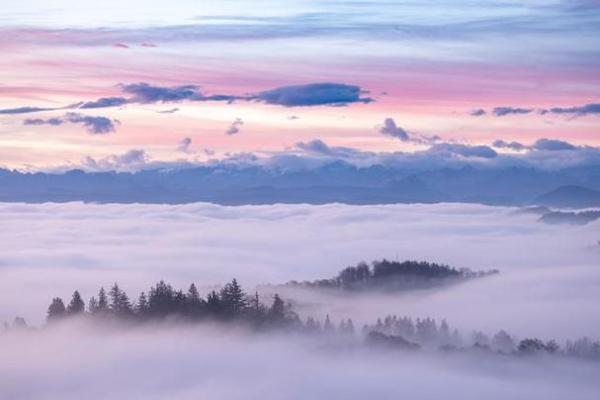 适合木命人的养宠选择：如何找到忠诚伴侣与心灵慰藉