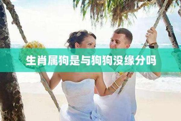 1971年属狗的人命运与性格揭秘：勇敢与忠诚的化身