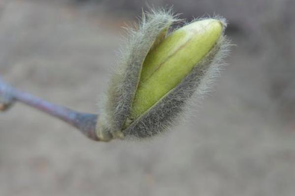 土命与哪些命相合更适合婚配?寻找属于你的幸福之路! 土命与哪些命相合更适合婚配?寻找属于你的幸福之路!