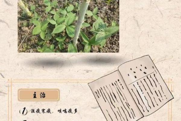 探索药材的命行业：解锁自然的瑰宝与我们的生活
